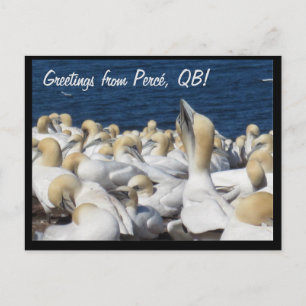 Gannet Postcard