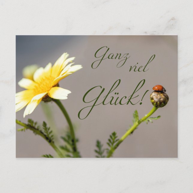 Ganz viel Glück - mit Marienkäfer! Postcard (Front)