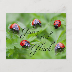 Ganz viel Glück - mit Marienkäfern! Postcard