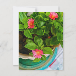 Garden Baby Sun Rose Plant In A Pot Flat Card