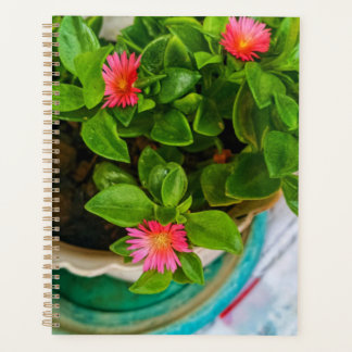 Garden Baby Sun Rose Plant In A Pot Planner