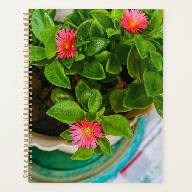 Garden Baby Sun Rose Plant In A Pot Planner (Front)