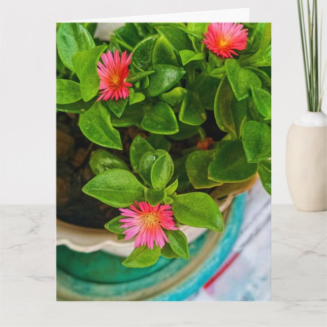 Garden Baby Sun Rose Plant In Pot Folded Greeting  Card (Front)