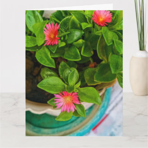 Garden Baby Sun Rose Plant In Pot Folded Greeting  Card
