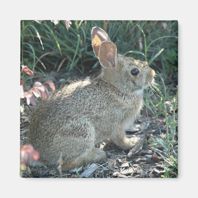 Garden Bunny Magnet (Front)