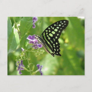 Garden Butterfly Postcard