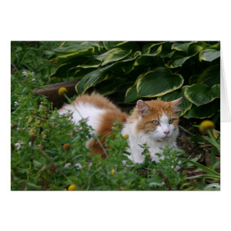 Garden cat