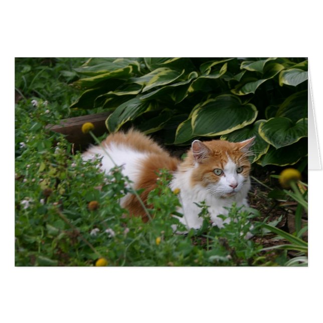 Garden cat (Front Horizontal)