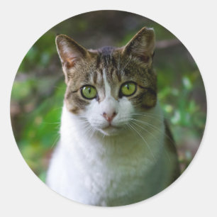 garden cat stickers