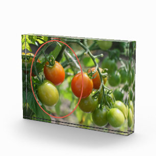 Garden Cherry Tomatoes Add Your Own  Photo Block