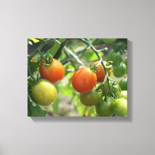 Garden Cherry Tomatoes Nature Canvas Print