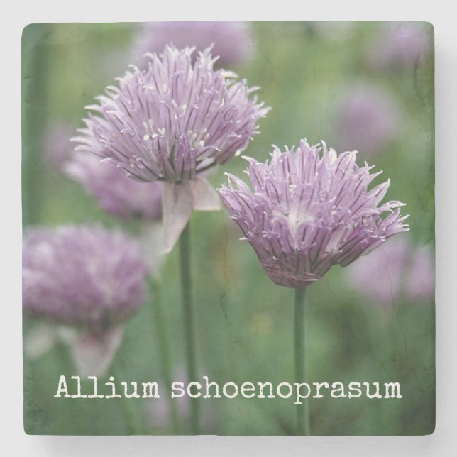 Garden Chives Stone Coaster (Front)