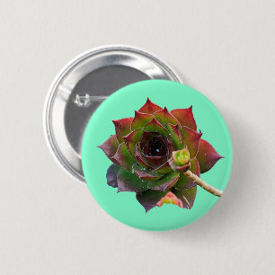 Garden Colourful Succulent Sempervivum Plant 6 Cm Round Badge