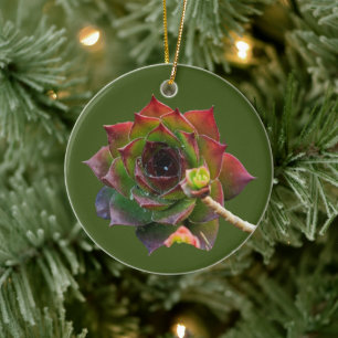 Garden Colourful Succulent Sempervivum Plant Ceramic Tree Decoration