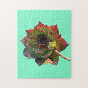 Garden Colourful Succulent Sempervivum Plant Jigsaw Puzzle