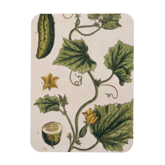 Garden Cucumber, plate 4 from 'A Curious Herbal', Magnet (Vertical)
