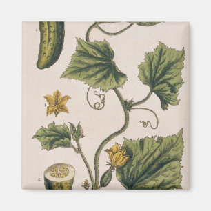 Garden Cucumber, plate 4 from 'A Curious Herbal', Magnet