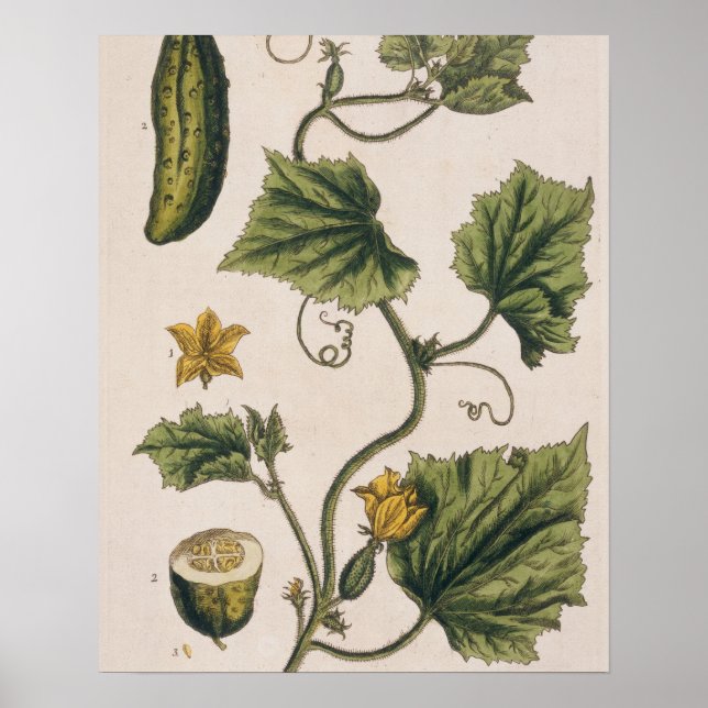 Garden Cucumber, plate 4 from 'A Curious Herbal', Poster (Front)