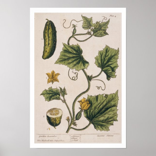 Garden Cucumber, plate 4 from 'A Curious Herbal', Poster (Front)