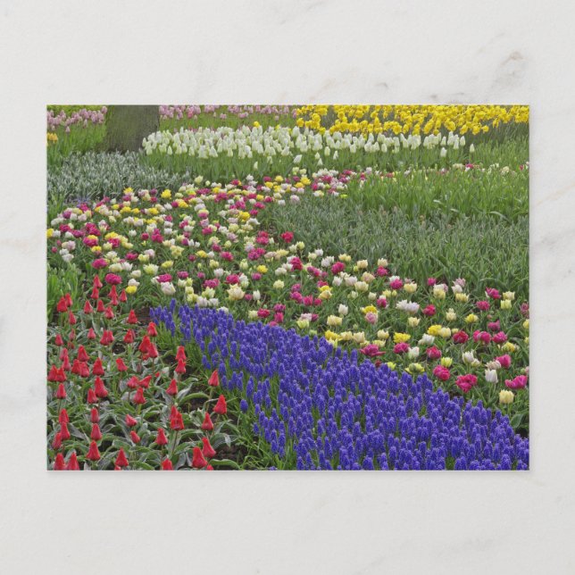 Garden design of Grape Hyacinth, and tulips, Postcard (Front)