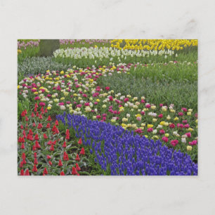 Garden design of Grape Hyacinth, and tulips, Postcard