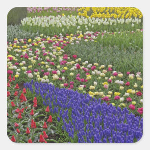 Garden design of Grape Hyacinth, and tulips, Square Sticker