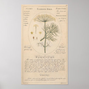 Garden Dill Botanical Print