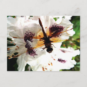 Garden Dragonfly Postcard