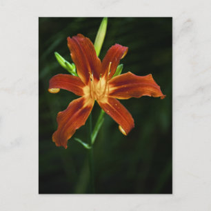 Garden Flame Postcard
