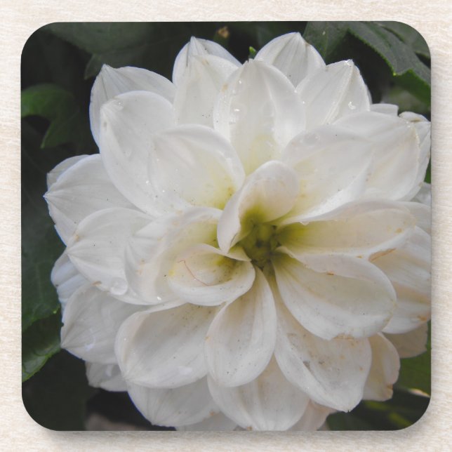 garden flower - white dahlia. floral photography coaster (Front)