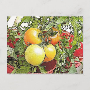 Garden Fresh Heirloom Tomatoes Postcard