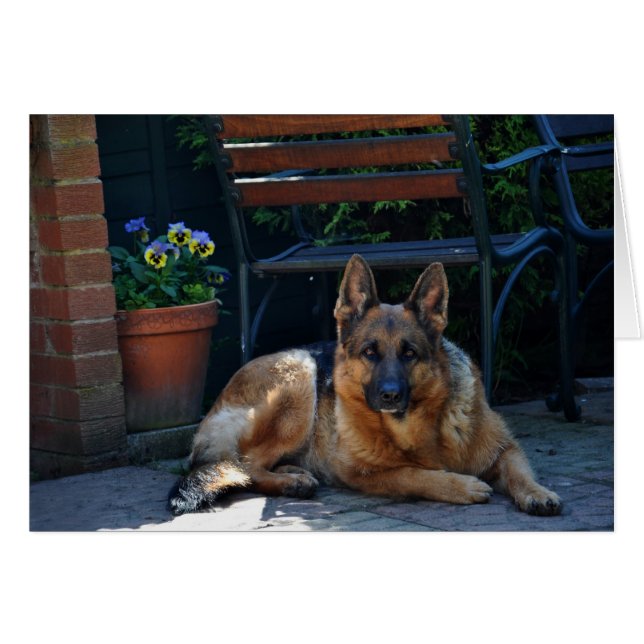 garden, german shepherd, dog (Front Horizontal)