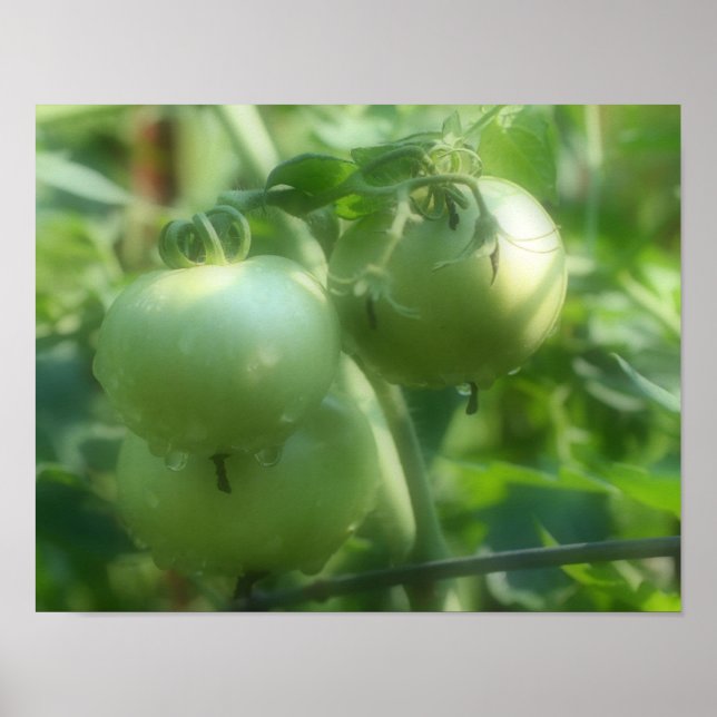 Garden Green Tomatoes Nature  Poster (Front)