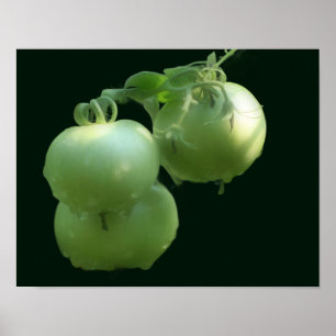 Garden Green Tomatoes Nature Poster