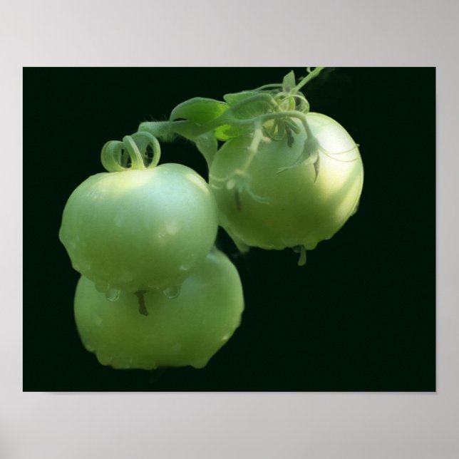 Garden Green Tomatoes Nature  Poster (Front)