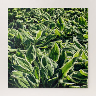 Garden Green White Hosta Plants Abstract Artistic Jigsaw Puzzle