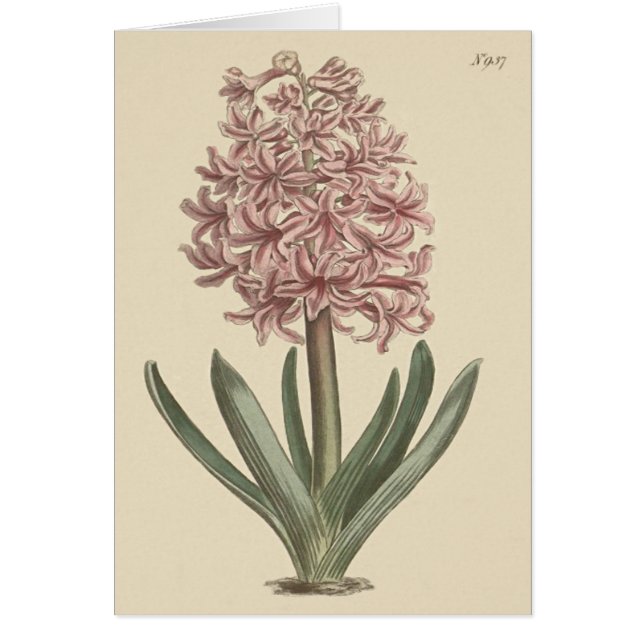 Garden Hyacinth Botanical Illustration (Front)