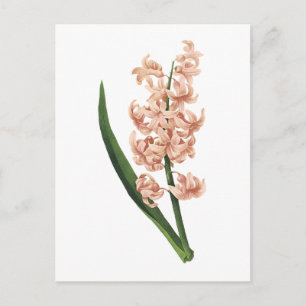 garden hyacinth(Hyacinthus orientalis) by Redouté Postcard
