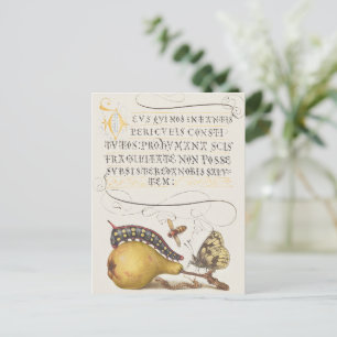 Garden Insects, Fly, Caterpillar, Pear, Centipede Postcard