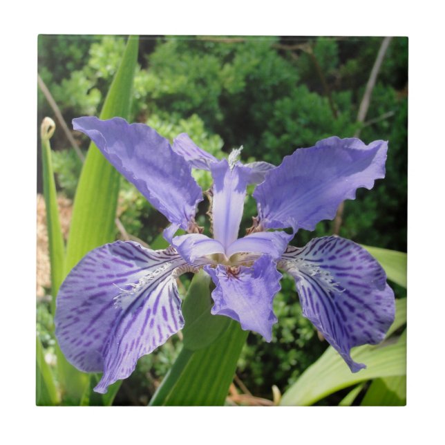 Garden Iris, Blue, 4.25 tile (Front)