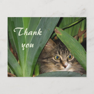 Garden Kitty Postcard