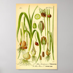 Garden Leek (Allium porrum) Poster