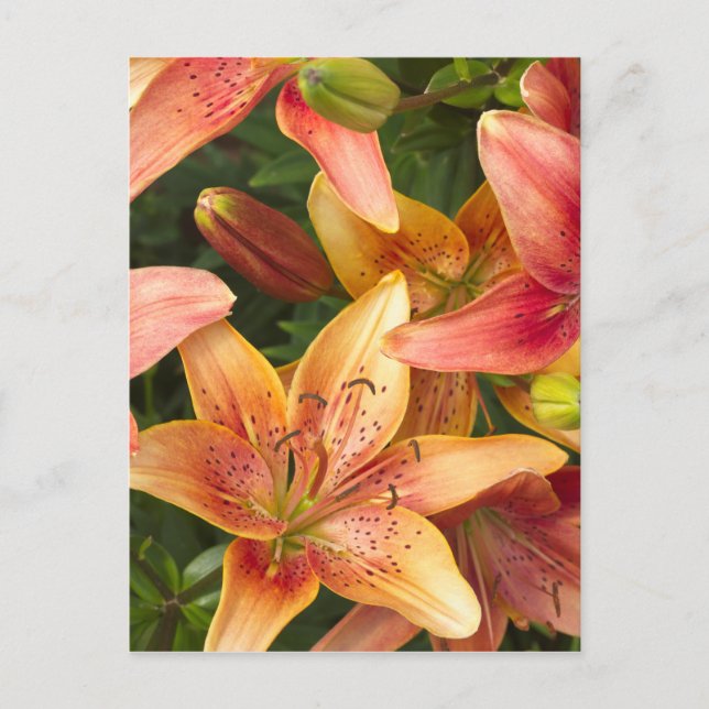 Garden Lilies Postcard (Front)