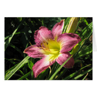 Garden Lily