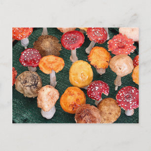 Garden mushrooms & toadstools postcard