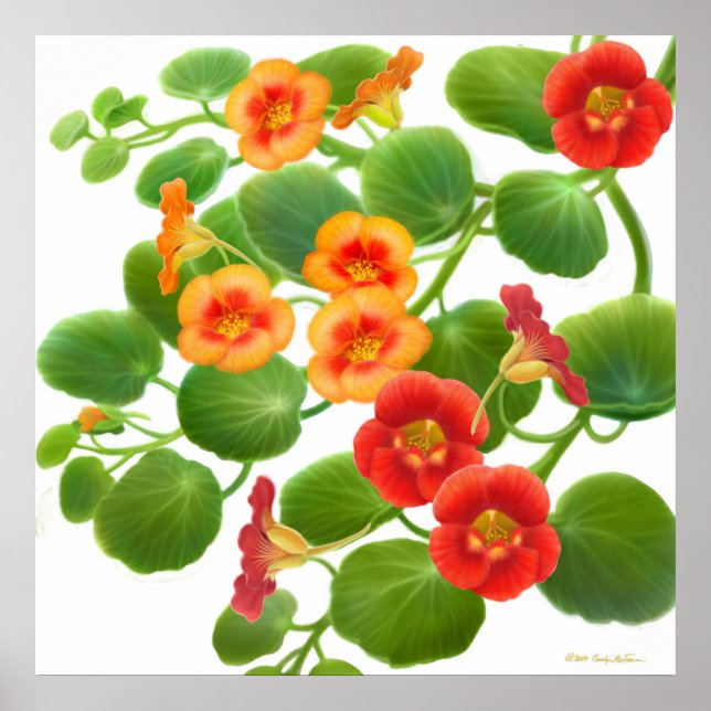 Garden Nasturtium Flowers Print (Front)