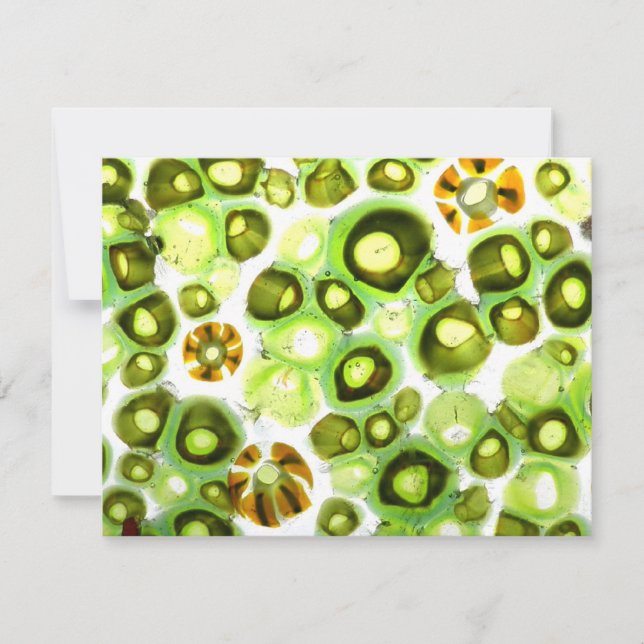 garden no. 11 (Front)