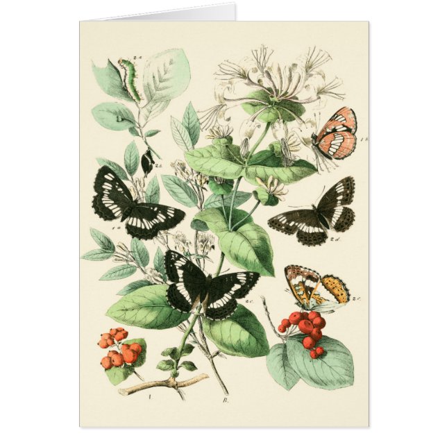 Garden of Butterflies and Flowers (Front)