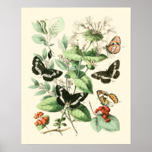 Garden of Butterflies and Flowers Poster