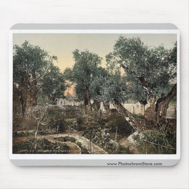 Garden of Gethsemane, Jerusalem, Holy Land classic Mouse Mat (Front)